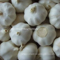 Chinese Fresh Garlic in Bottom Price